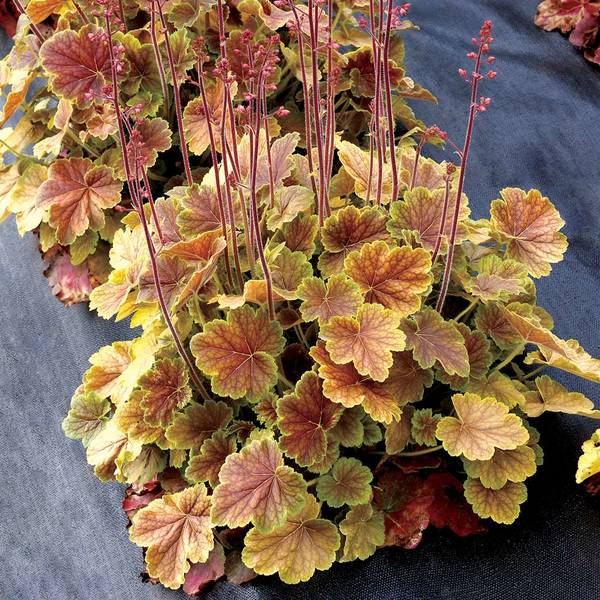  Heuchera Northern Exposure™ Sienna