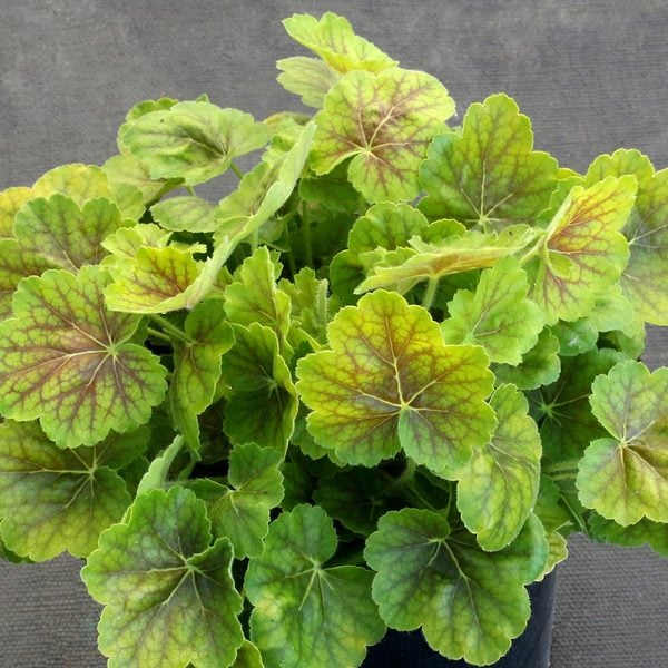 Heuchera Northern Exposure™ Sienna
