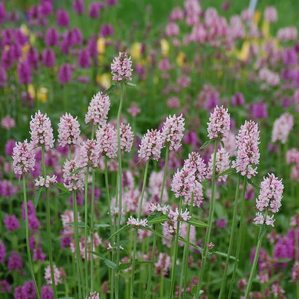  Stachys 'Summer Crush'