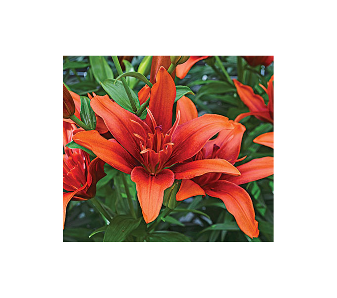  Bold Colors Asiatic Lily Mix