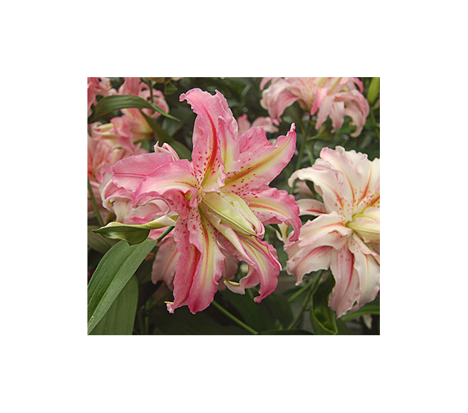  Lilium 'Broken Heart'