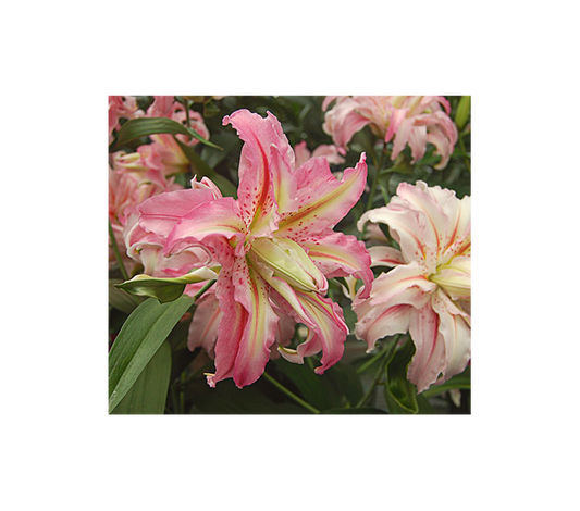  Lilium 'Broken Heart'