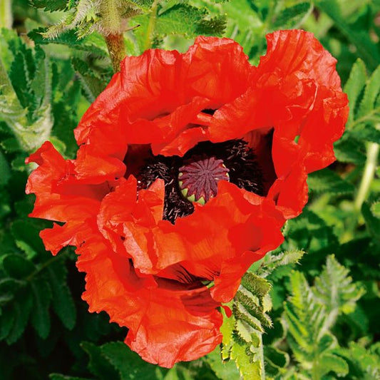  Papaver Orientale 'Doubloon'