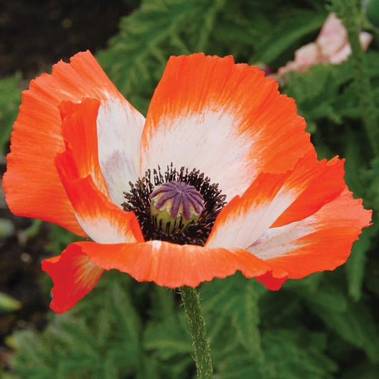  Papaver Orientale 'Pinnacle'