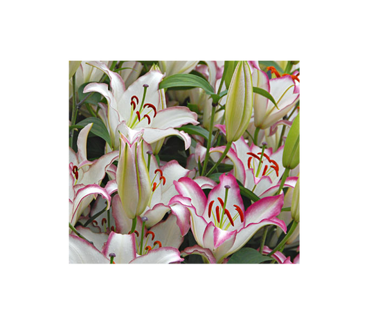  Lilium 'Hotline'