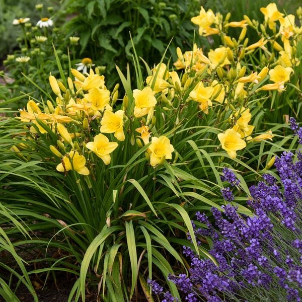  Hemerocallis (Daylily) 'Happy Returns'