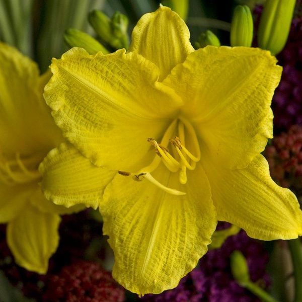  Hemerocallis (Daylily) 'Happy Returns'
