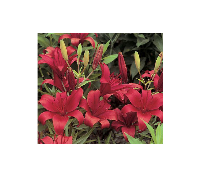  Bold Colors Asiatic Lily Mix