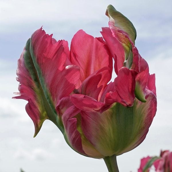  Tulip 'Red Wave'