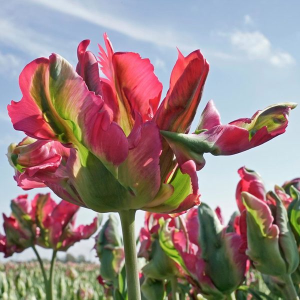  Tulip 'Red Wave'