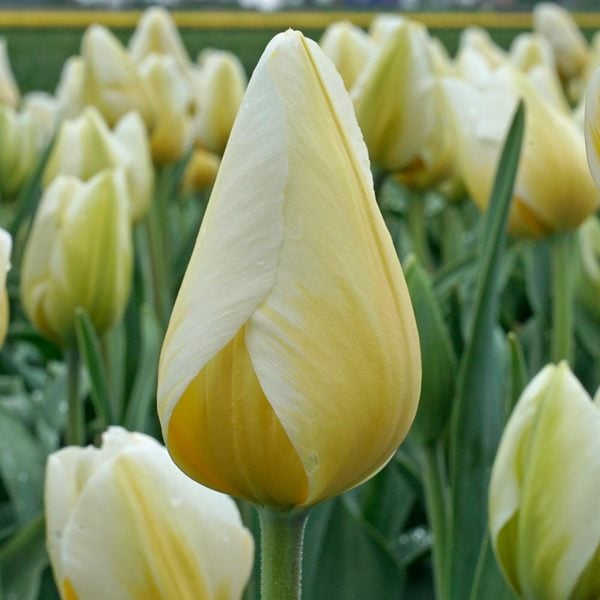  Tulip 'Lemon Chiffon'