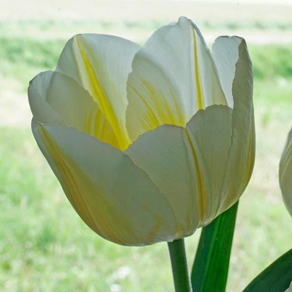  Tulip 'Lemon Chiffon'