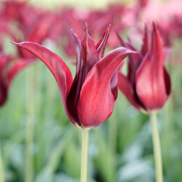  Tulip 'Sarah Raven'