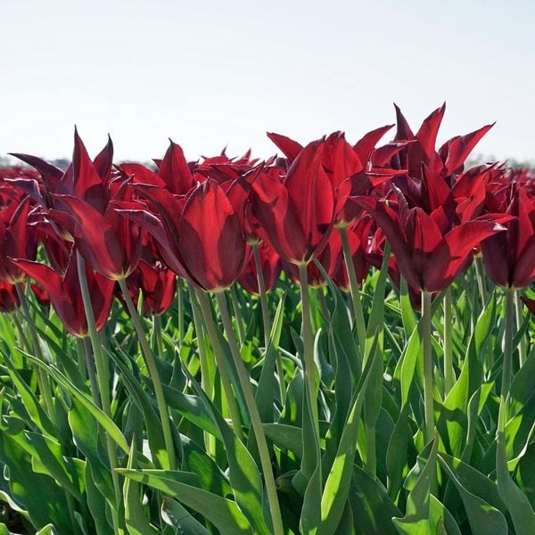  Tulip 'Sarah Raven'