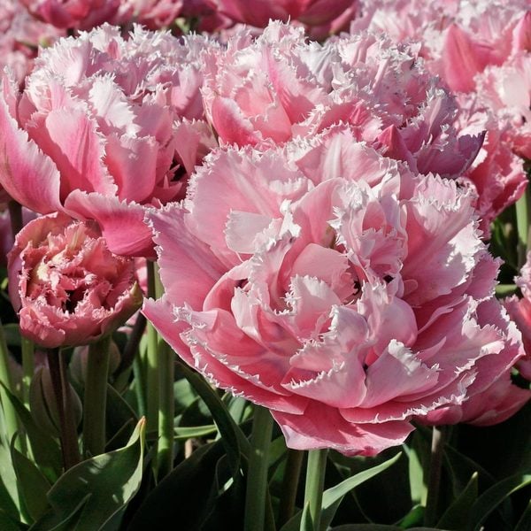  Tulip 'Sugar Crystal'