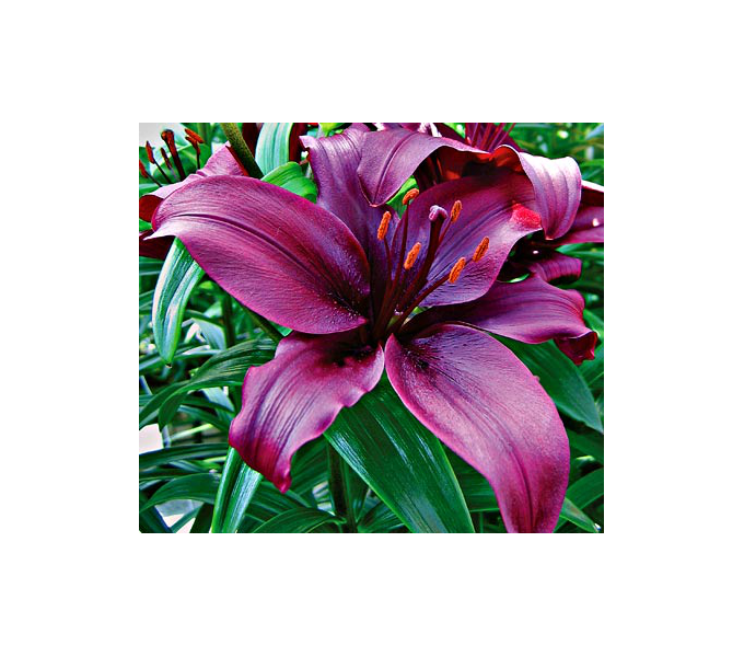  Bold Colors Asiatic Lily Mix