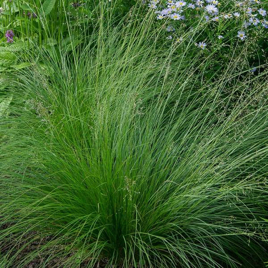  Ornamental Grass: Sporobolus Heterolepis