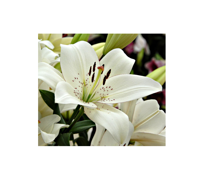  Bold Colors Asiatic Lily Mix