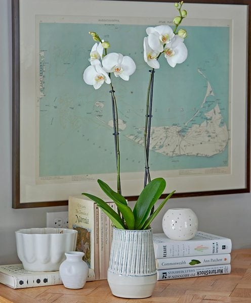  White Moth Orchid In 5½" Ceramic Cachepot