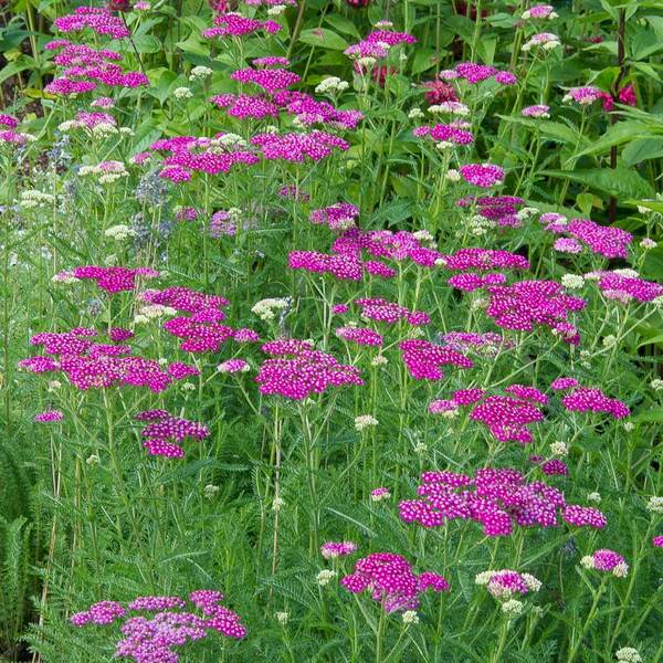  Achillea Millefolium Song Siren™ 'Layla'