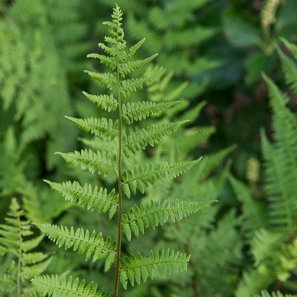  Athyrium Filix-femina - Lady Fern