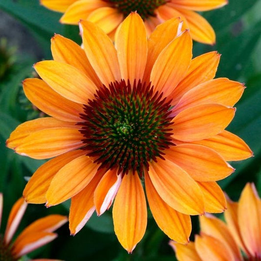  Echinacea Prima™ 'Ginger'