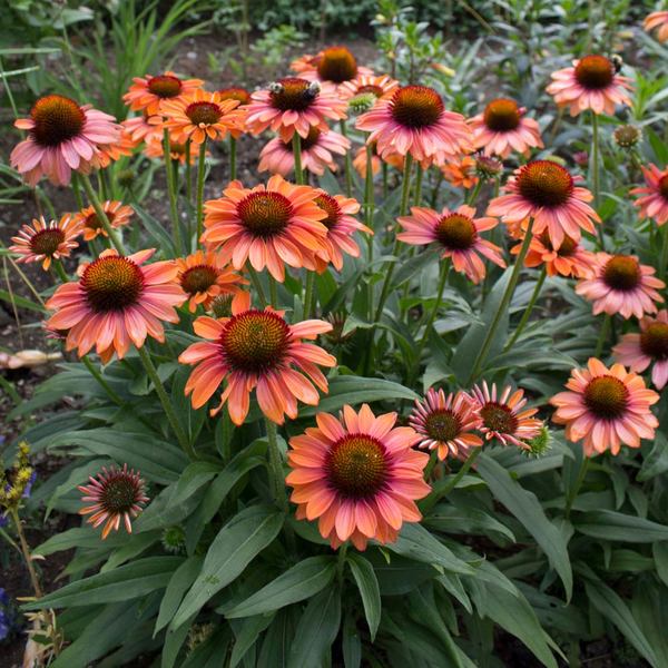  Echinacea Prima™ 'Ginger'