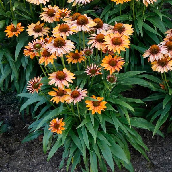  Echinacea Prima™ 'Ginger'
