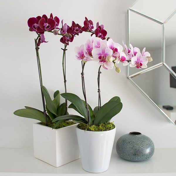  Burgundy Compact Moth Orchids In 5" Ceramic Cachepot