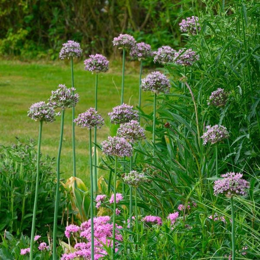  Allium 'Pink Jewel'