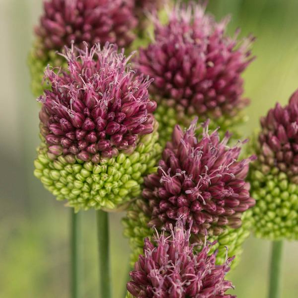  Allium Sphaerocephalon