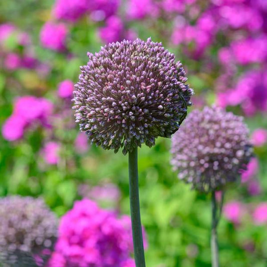  Allium 'Summer Drummer'