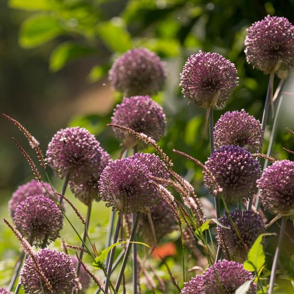  Allium 'Summer Drummer'
