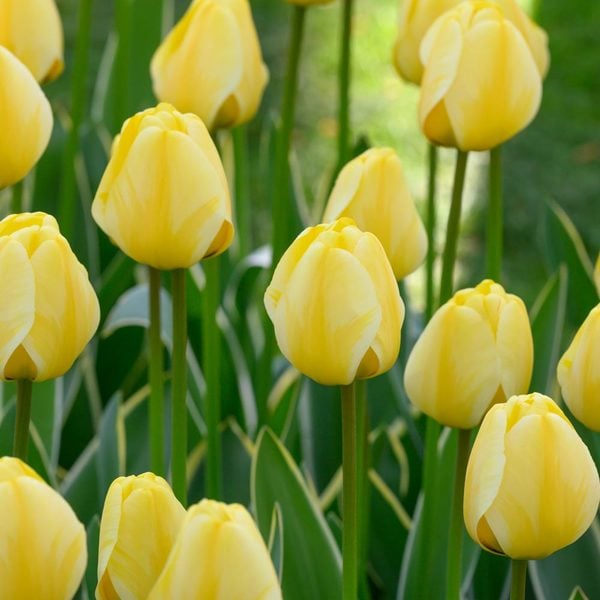  Tulip 'Jaap Groot'