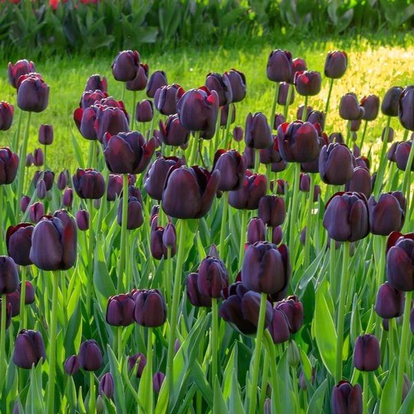  Tulip 'Queen Of Night'