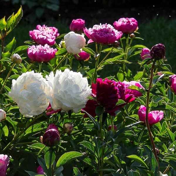  Old-Time Peony Collection