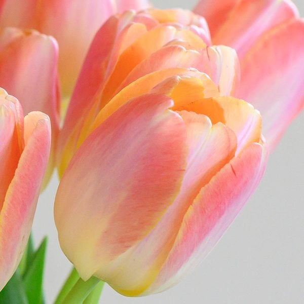  Tulip 'Kunyun'