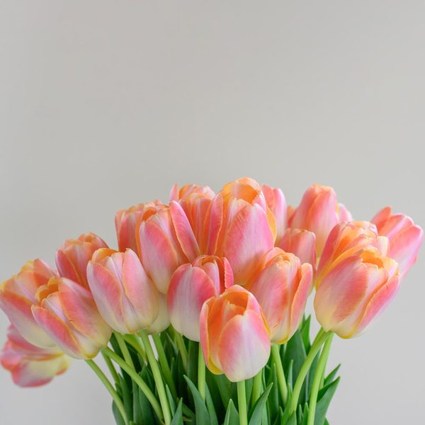  Tulip 'Kunyun'