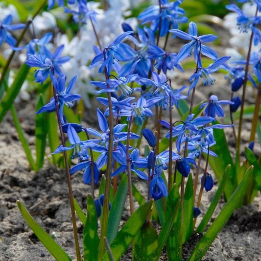  Scilla Siberica