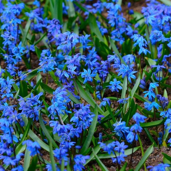  Scilla Siberica