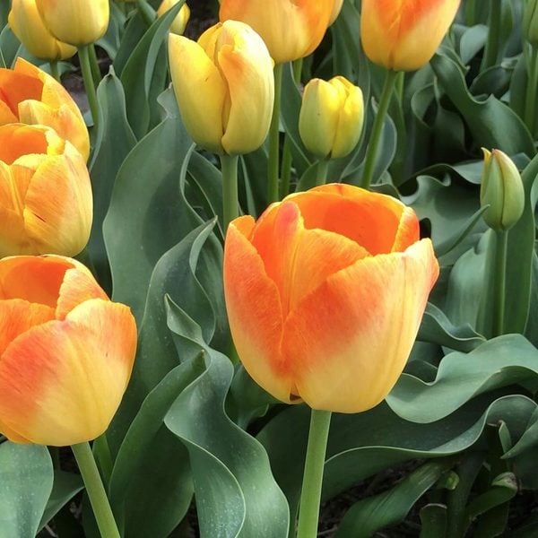  Tulip 'Chong Ming Love'