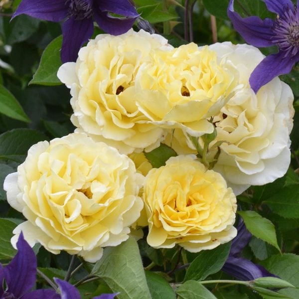  Rose Easy Elegance® Yellow Submarine