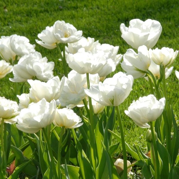  Tulip 'Mount Tacoma'