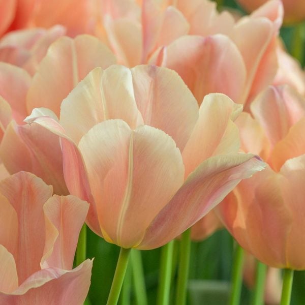  Tulip 'Apricot Foxx'