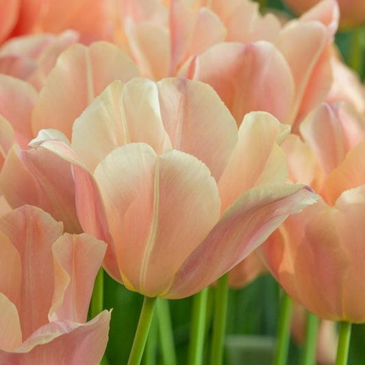  Tulip 'Apricot Foxx'