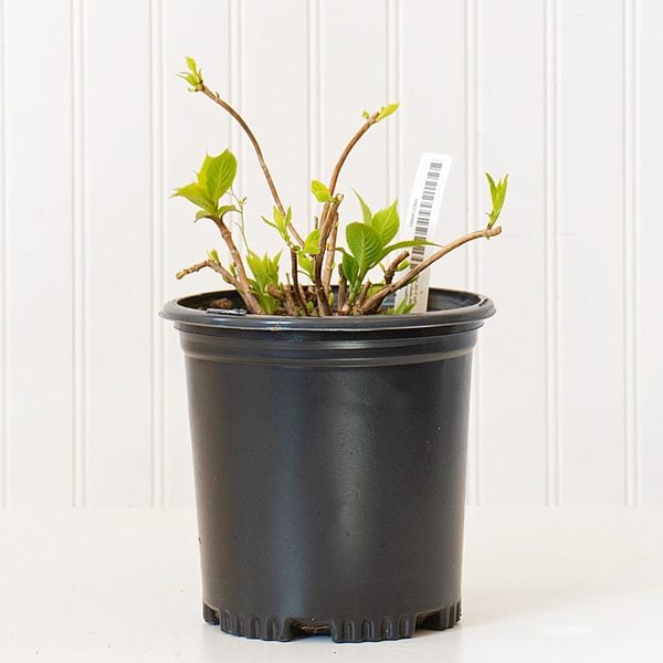  Hydrangea Serrata Tiny Tuff Stuff™ - 1 Gallon Pot