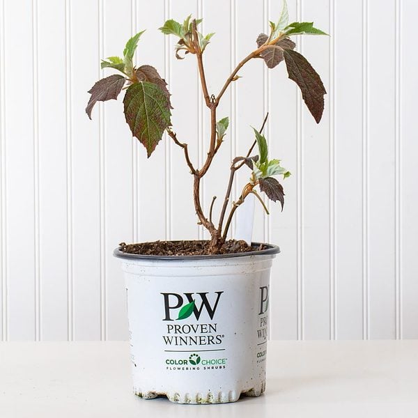  Hydrangea Quercifolia Gatsby Moon®