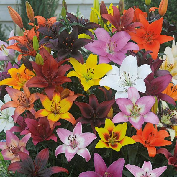  Bold Colors Asiatic Lily Mix