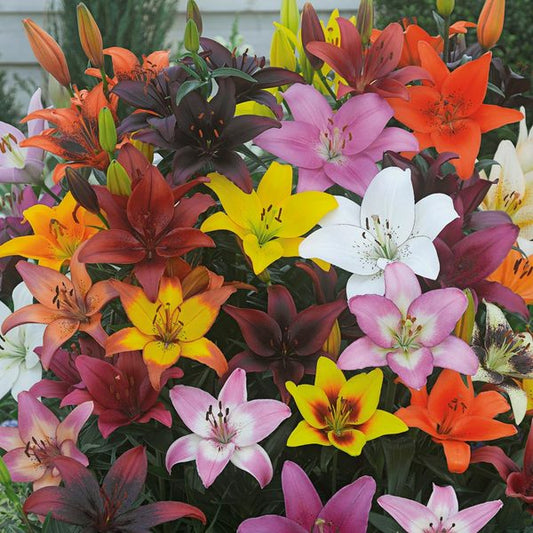  Bold Colors Asiatic Lily Mix