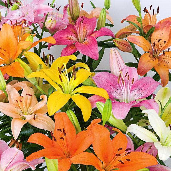  Lilium Pastel Shades Mix For Naturalizing